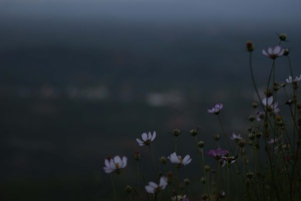 FLOWERS ON THE MOUNTAIN